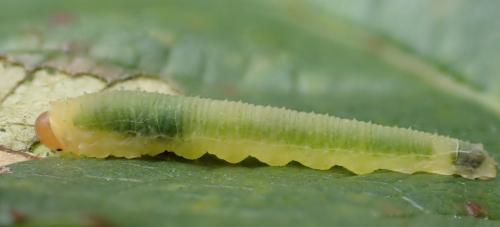 Réf. 247 741 : Endelomyia aethiops